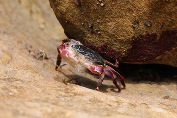 Crab captured in Laguna Beach, California
