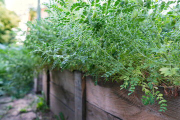 Chickpea plant growing in raised bed