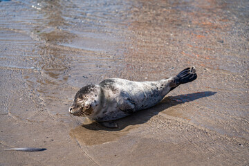 views around Grenen/ Skagen on the north tip of Denmark