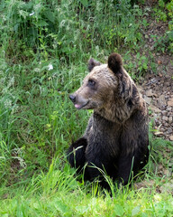 Brown bear, Ursus arctos, in Carpathian Mountains of Romania