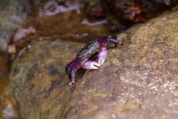 Crab captured in Laguna Beach, California