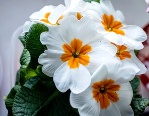 fresh delicate white primrose in a pot on the windowsill
