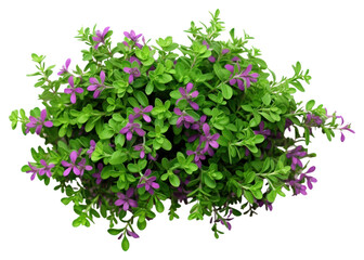 Naklejka premium PNG Thyme flower purple plant.