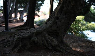 Obraz premium The root and trunk of an old tree with lots of holes in it