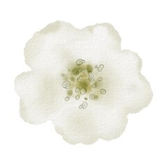 White mini flower simple watercolor illustration. Floral Hand drawn for rose, Wedding invitation or Baby birthday card. Botanical bud isolated on white background. Plant element for kids design.