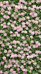 Obraz premium A delightful arrangement of pink roses and green leaves creates a stunning visual of nature's elegance and vibrant color palette