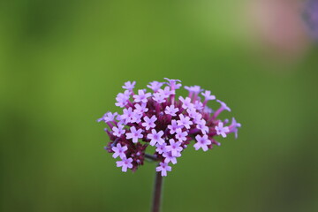 Verbena bonariensis, the purpletop vervain, Argentinian vervain, tall verbena or pretty verbena, is a member of the verbena family cultivated as a flowering annual or herbaceous perennial plant.