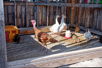 Live poultry at the fair