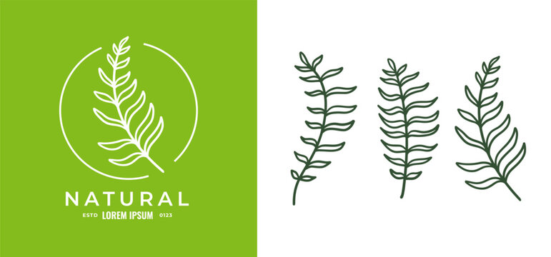 Organic fern illustration and badges logo template. Set of Minimalist stamp labels for tag fern leaves 02