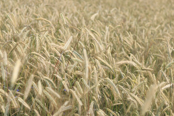 Background of ripening ears of rye field. Close up photo of nature. Harvest concept. Field of agricultural crops. Ears of a rye field close-up