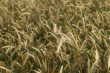 Background of ripening ears of rye field. Close up photo of nature. Harvest concept. Field of agricultural crops. Ears of a rye field close-up