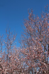 apricot blossoms with white flowers