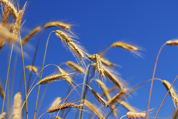 Background of ripening ears of rye field. Close up photo of nature. Harvest concept. Field of agricultural crops. Ears of a rye field close-up