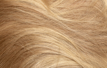 Naklejka premium Blond hair close-up as a background. Women's long blonde hair. Beautifully styled wavy shiny curls. Hair coloring. Hairdressing procedures, extension.