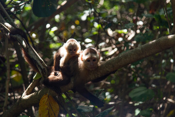 madre e hija primates