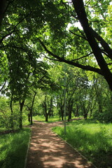 path in the green forest