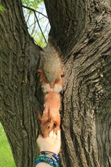 squirrel holds girl by the hand