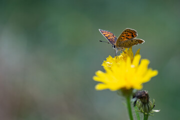 Orange butterfly on a dandelion flower in the meadow
