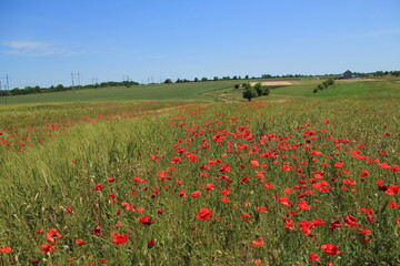 Many red poppies in the green field 