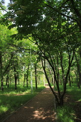 Naklejka premium path in the green forest