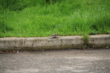 a bird sits on the sidewalk
