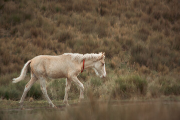 A collared single white pony walks alone along an outdoor mountain walking trail footpath hanging its head as it trudges to work its daily grind as a beast of burden for its master