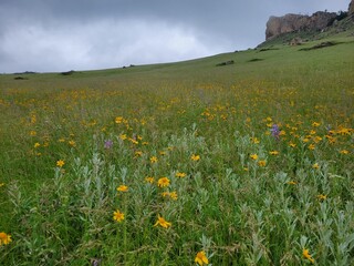 Wildflowers in the mountains