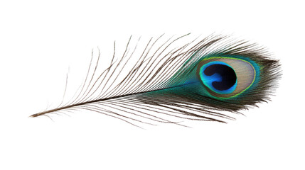 Obraz premium Peacock feather transparent background