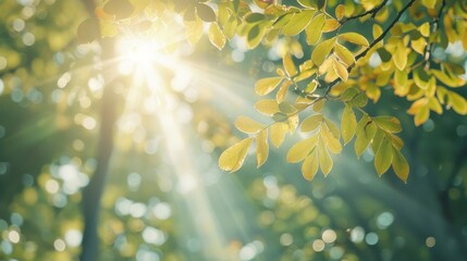 Obraz premium A forest with a sun shining through the trees