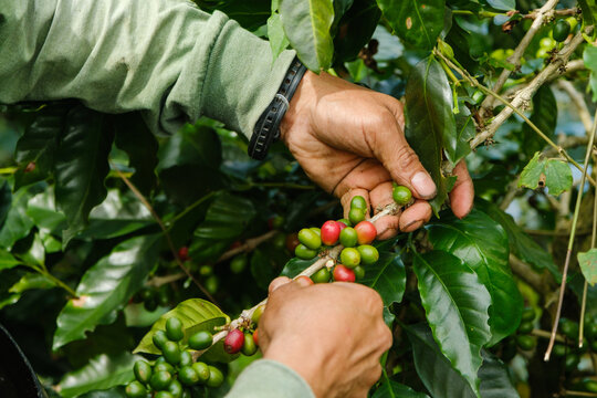 person picking coffee beans