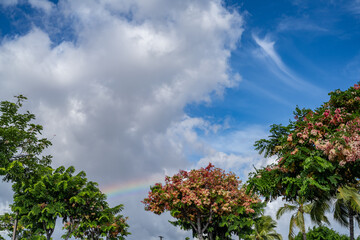 Rainbow with Cassia × nealiae, ainbow shower tree, is a hybrid cross between C. fistula (golden shower tree) and C. javanica (pink-and-white shower tree). Waikele Premium Outlets, Oahu, Hawaii