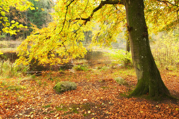 Forest, woods and autumn with ecology in park or garden, nature and landscape with environment outdoor. Plants, shrub and season with scenic view, foliage and leaves with trees and background