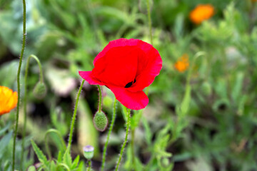 Papaver rhoeas or field poppy red flower in summer, close up