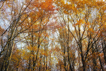 Fototapeta premium Autumn, leaves and sunshine with trees in woods for eco friendly, environment or outdoor season. Wallpaper, low angle and colorful plants at countryside for Earth, sustainability or forest in Germany