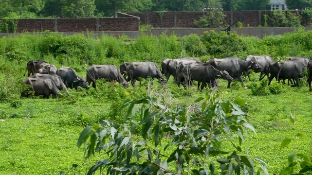 A peaceful scene of Murrah buffaloes grazing in the lush fields of Punjab, India. Perfect for showcasing rural life and agriculture in Indian countryside.