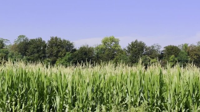 campo di pannocchie e idrante
