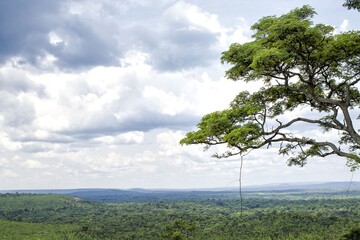 Obraz premium tree on a hill Angola Africa
