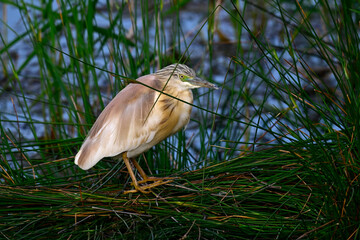 junger Rallenreiher // young Squacco heron (Ardeola ralloides)