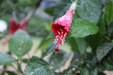 beautiful nature colorful photography. nature click 