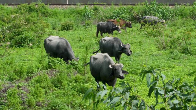 A peaceful scene of Murrah buffaloes grazing in the lush fields of Punjab, India. Perfect for showcasing rural life and agriculture in Indian countryside.