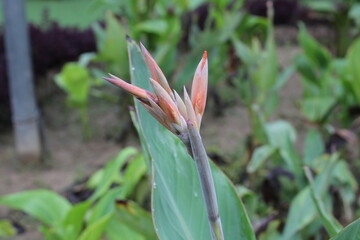 beautiful nature colorful photography. nature click 