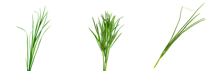 Close-up snapshot of a fresh green chive sprig, isolated on a white background for clipping