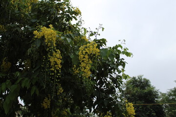 beautiful nature colorful photography. nature click 