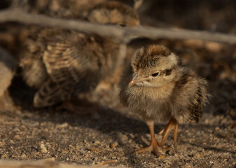 Portrait of a Grey francolin chick at Hamala, Bahrain