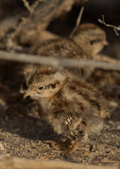 Grey francolin chicks in bush at Hamala, Bahrain