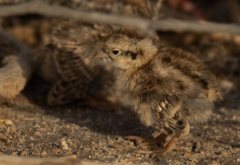 Closeup of a Grey francolin chicks at Hamala, Bahrain