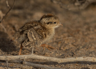 Grey francolin chick running at Hamala, Bahrain