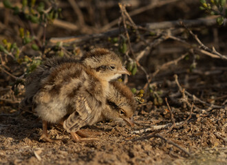 Grey francolin chicks feeding at Hamala, Bahrain
