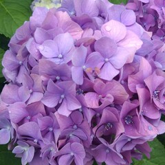 purple hydrangea flowers
