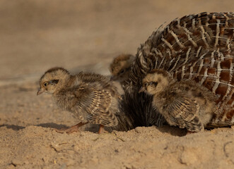 Grey francolin chicks surrounding its mother at Hamala, Bahrain